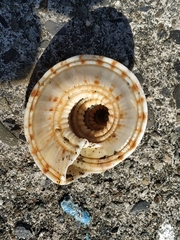 Architectonica