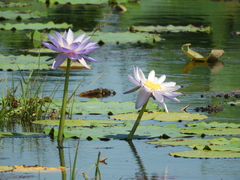 Nymphaea violacea
