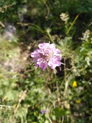 Scabiosa lucida