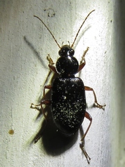 Agonum punctiforme