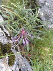 Centaurea triumfettii