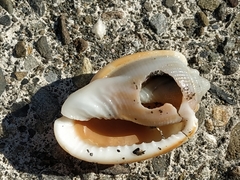 Phalium decussatum
