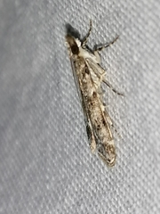 Eudonia lacustrata