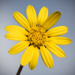 Ursinia montana