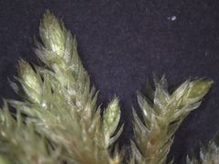 Hypnodendron arcuatum