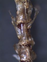Hypnodendron arcuatum