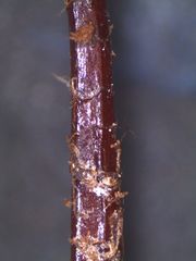 Hypnodendron arcuatum