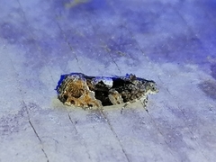 Eudemis