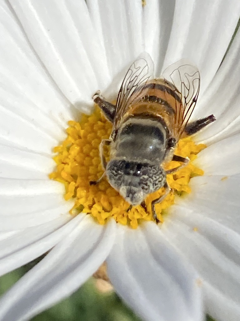 Eristalinus myiatropinus