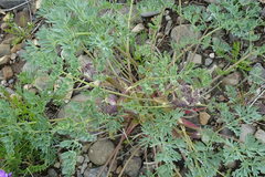 Phlojodicarpus villosus