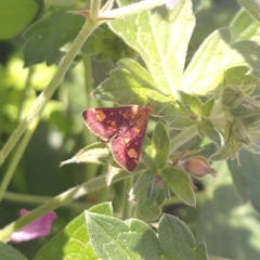 Pyrausta aurata