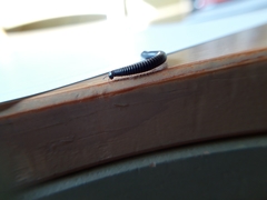 Ommatoiulus sabulosus aimatopodus