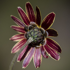 Ursinia montana