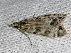 Eudonia lacustrata