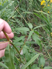 Koenigia alpina