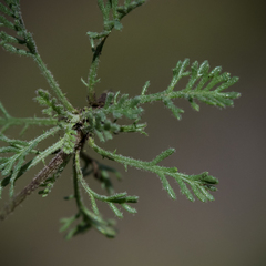 Ursinia montana