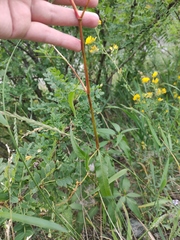 Koenigia alpina