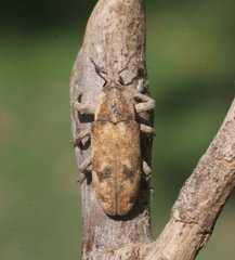 Hypolixus mastersii