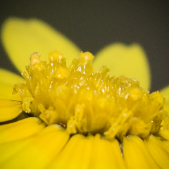 Ursinia montana
