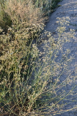Gypsophila altissima