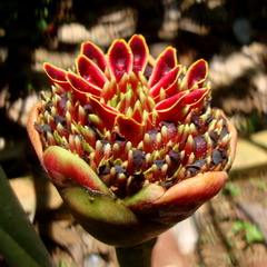 Etlingera fulgens