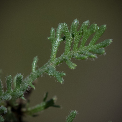 Ursinia montana