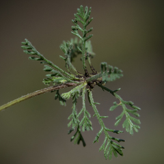 Ursinia montana