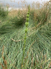 Equisetum palustre