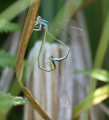 Sedge Sprite photo 5