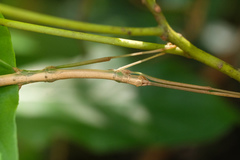 Lopaphus balteatus