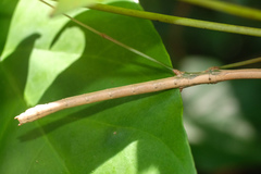 Lopaphus balteatus