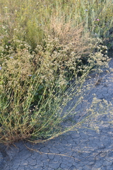 Gypsophila altissima