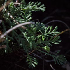 Ursinia montana