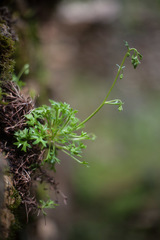 Saxifraga tridactylites