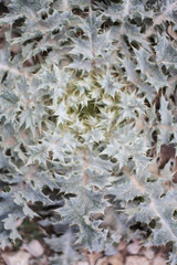 Onopordum acaulon