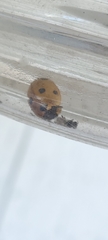 Coccinella septempunctata