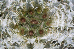 Onopordum acaulon