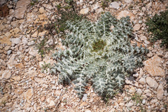Onopordum acaulon