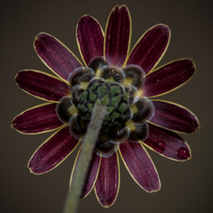 Ursinia montana