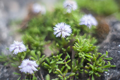 Globularia repens