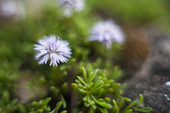 Globularia repens