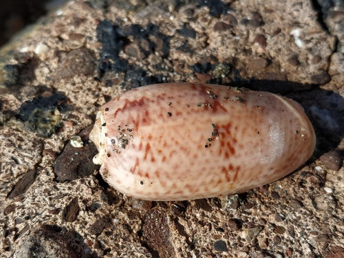 Oliva vidua observed 2021-07-27