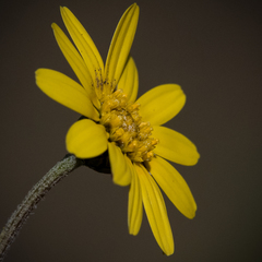 Ursinia montana