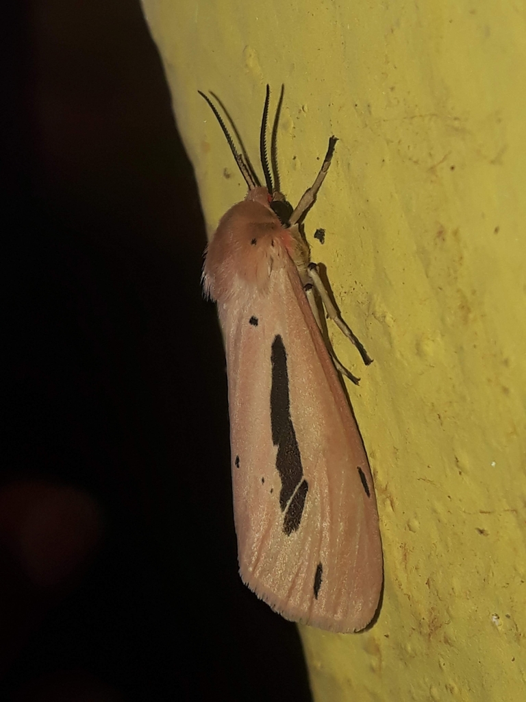 Micraloa emittens