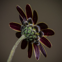 Ursinia montana