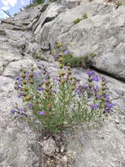 Dracocephalum peregrinum