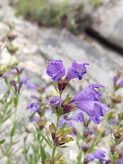 Dracocephalum peregrinum