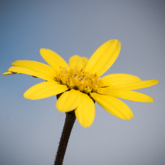 Ursinia montana