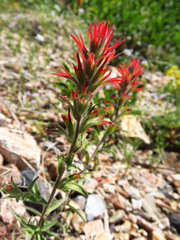 Castilleja pruinosa