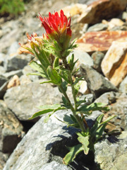 Castilleja brevilobata